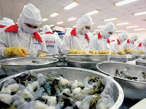 Xuất khẩu tôm có nhiều triển vọng tại thị trường Nhật Bản