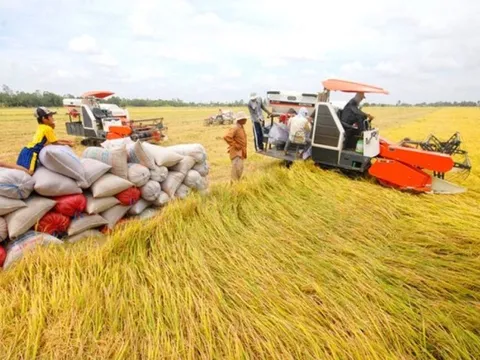 Linh hoạt ứng biến với thị trường gạo để phát triển bền vững
