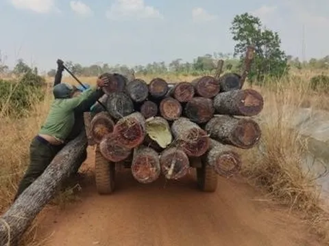 Gia Lai: Khởi tố vụ phá rừng tại xã biên giới