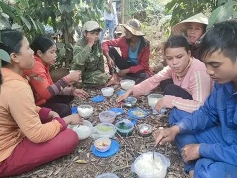 Gia Lai: Hồ tiêu lên giá, nông dân phấn khởi