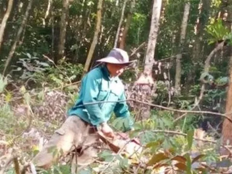Kon Tum: Khởi tố vụ án thuê người phá rừng