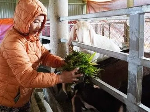 Người phụ nữ bỏ làm công nhân về quê chăn nuôi cho thu nhập "khủng"