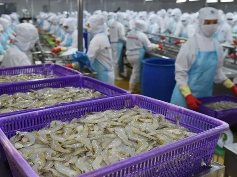 Australia vẫn là thị trường tiềm năng của ngành tôm Việt Nam
