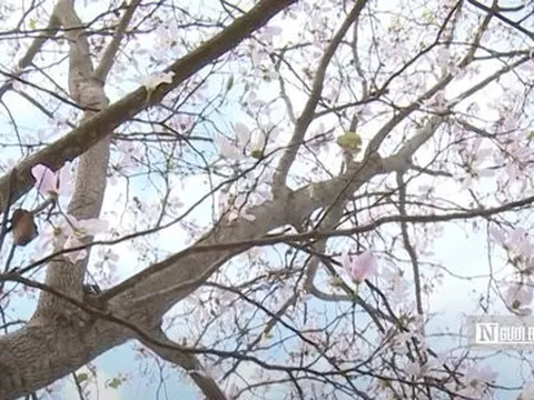 Hoa ban khoe sắc giữa đất trời Điện Biên