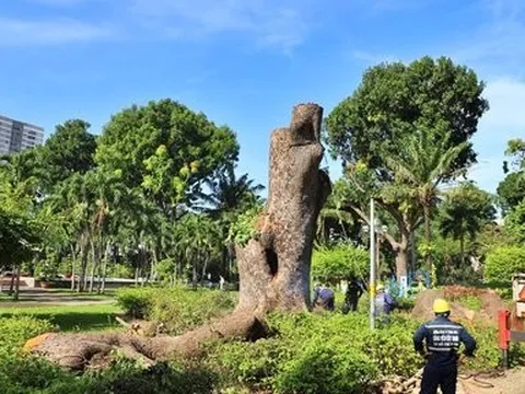 Tp.HCM: Khẩn trương thực hiện đấu giá đối với khối lượng gỗ thu hồi