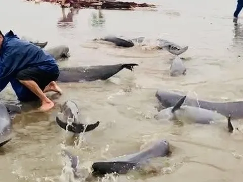 Hình thù kỳ lạ của đàn cá quý mắc lưới ngư dân Hà Tĩnh