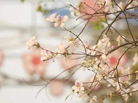 Sắc trắng hoa ban tháng 3 gọi mời du khách đến với Điện Biên