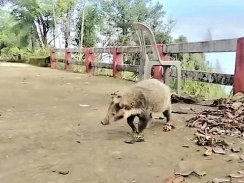 CLIP: Loài vật “hôi không ai đến gần” quý hiếm xuất hiện ở Bạch Mã