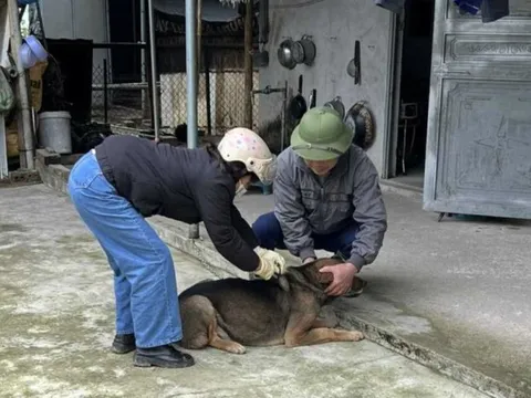 Quảng Ninh: Không để bùng phát dịch bệnh dại trên đàn chó, mèo