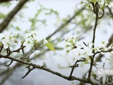 Hoa lê phủ trắng núi rừng Tuyên Quang