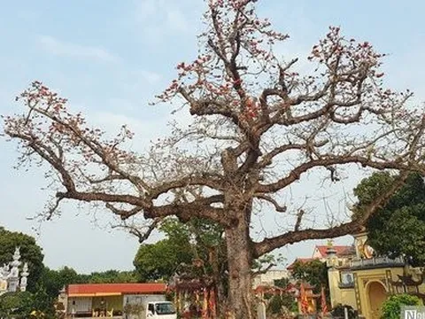 Hải Phòng: Độc đáo lễ hội rước bài vị phúc thần ra “dầm mưa, dãi nắng”