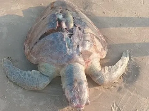 Phát hiện xác rùa biển dạt vào bờ biển Vũng Tàu, vùng mai có vết nứt