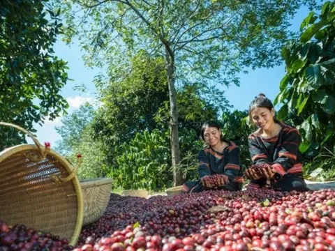 Doanh nghiệp xuất khẩu lao đao khi giá cà phê tăng, Hiệp hội cà phê khuyến cáo gì?
