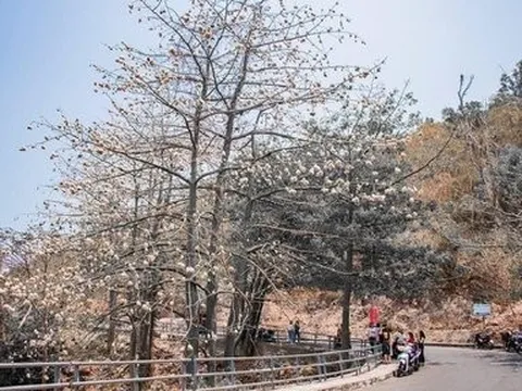 Mê mẩn đường bông gòn bung nở trắng tinh tựa tuyết mùa hè ở Vũng Tàu