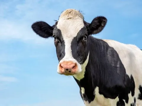 Không hổ danh là “vua quảng cáo” tiêu 3 tỷ/ngày, tỷ lệ chọi cho vị trí Marketing tại Vinamilk là 1:150, khó hơn đại học Top đầu Việt Nam