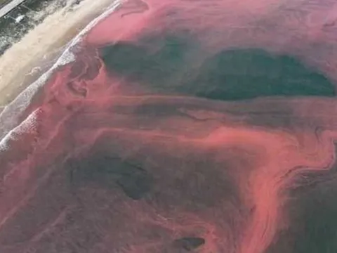 Vệt nước biển kéo dài khoảng 3km ở Hà Tĩnh có màu đỏ