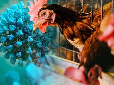 Sau ca bệnh tử vong do cúm A/H5N1, Bộ Y tế khuyến cáo biện pháp phòng tránh