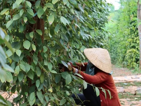 Bình Phước: Hồ tiêu lên giá, nông dân cẩn trọng khi trồng mới