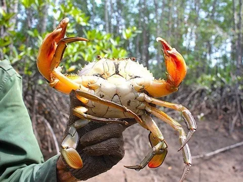 Cà Mau: Kiểm tra, khắc phục tình trạng cua chết