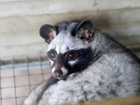 "Lão nông" quyết tâm đưa chồn hương từ rừng về phố, mỗi năm thu hàng trăm triệu đồng