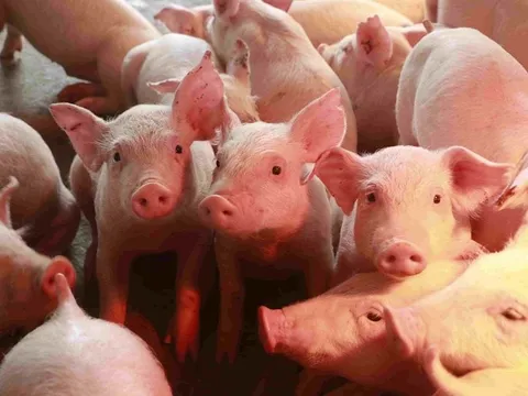 Xây dựng vùng an toàn dịch bệnh đối với bệnh lở mồm long móng