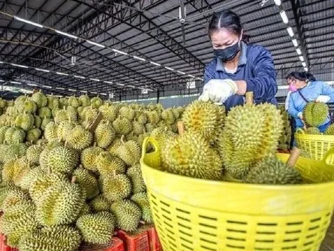 Sầu riêng được mùa được giá, nông dân phấn khởi lãi tiền tỷ