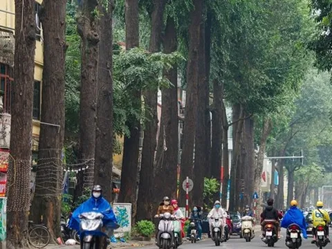 Cận cảnh hàng cây sao đen trăm tuổi cao vút, phủ bóng mát trên phố Lò Đúc