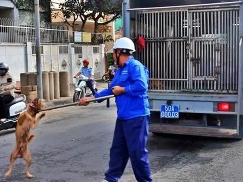 59 phường, xã, thị trấn tại Tp.HCM đã lập tổ bắt chó thả rông
