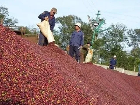 Một loại nông sản Việt Nam lập kỷ lục về giá