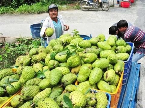 Một loại quả quen thuộc giá tăng hơn gấp đôi: Nhà vườn phấn khởi
