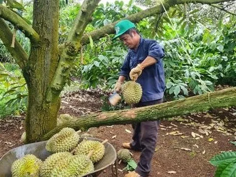 Thông tin mới nhất liên quan đến 30 lô hàng sầu riêng bị cảnh báo