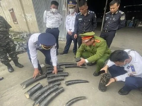 Hải Phòng: Bắt giữ gần 1,6 tấn ngà voi được sơn đen hòng qua mặt cơ quan chức năng