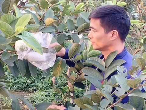 Cuộc sống của anh nông dân trồng ổi thành "ngôi sao sáng" sau một đêm giờ ra sao?