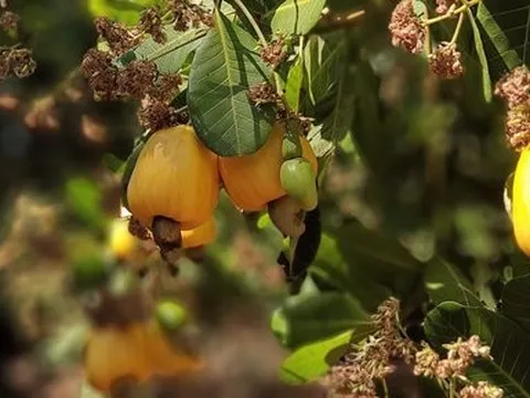 Bình Phước: Nông dân gặp khó vì điều mất mùa, giá giảm sâu