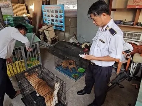 Đồng Nai: Thành lập đội bắt chó thả rông