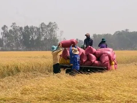 Kiên Giang: Sản lượng lúa thu hoạch hơn 2,5 triệu tấn