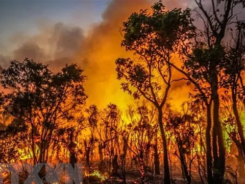 Thủ tướng Chính phủ yêu cầu tăng cường các biện pháp cấp bách phòng cháy, chữa cháy rừng