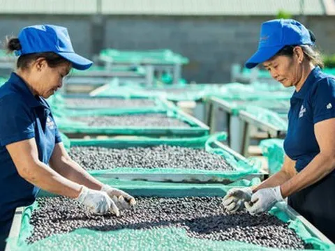 Doanh nghiệp cà phê xoay xở trong bão giá