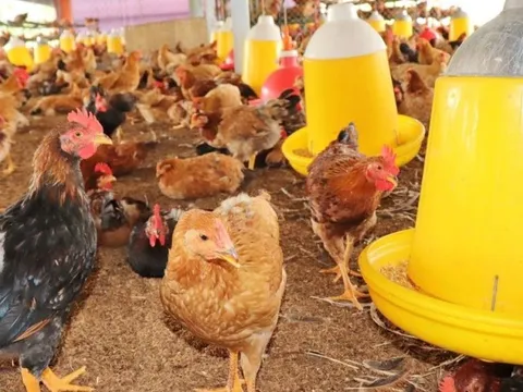 Đảm bảo tối thiểu 80% đàn vật nuôi được tiêm đủ, đúng loại vắc-xin