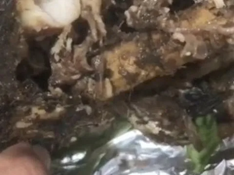 Đắk Lắk: Sẽ xử phạt đối với chủ tiệm bán cá lóc nướng có dòi