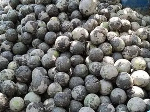 Khởi tố thương lái dìm gần 1,6 tấn bưởi của chủ vườn xuống bùn