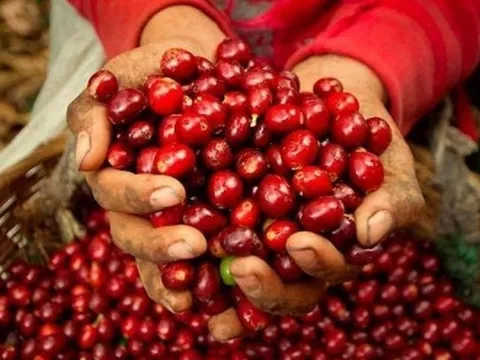 Giá cà phê tiếp tục "lập đỉnh", trong nước cán mốc 110.000 đồng/kg