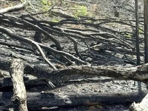 Kon Tum: Khởi tố 5 đối tượng phá rừng tại huyện Đăk Hà