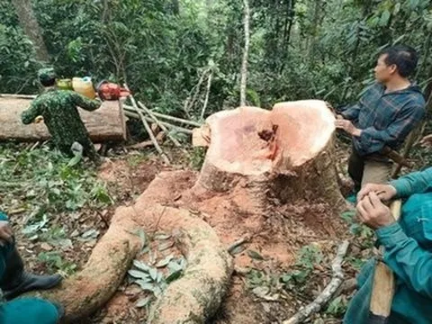 Thanh Hoá: Bắt quả tang 5 đối tượng khai thác gỗ trái phép