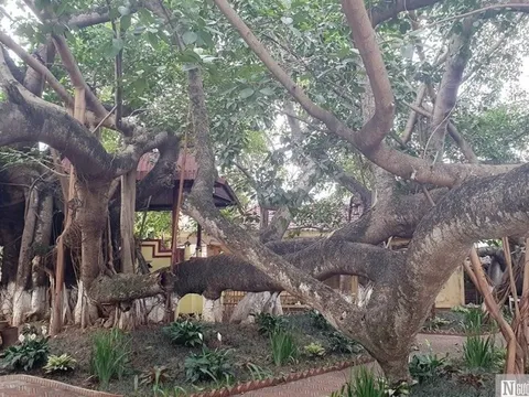 Hải Phòng: Cây đa di sản 13 gốc gắn với câu chuyện tâm linh huyền bí