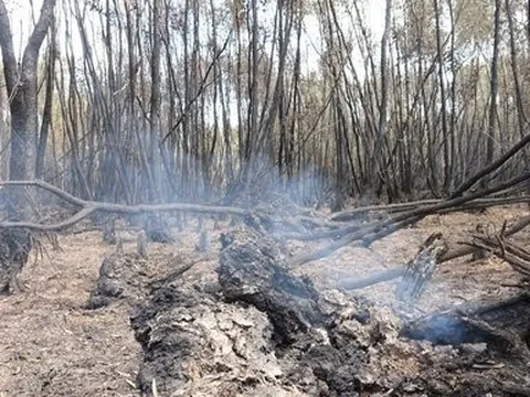 Cà Mau: Tiếp tục phòng cháy, chữa cháy rừng đợt cao điểm