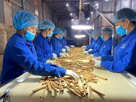 Chủ động tháo gỡ khó khăn cho hoạt động xuất khẩu dược liệu