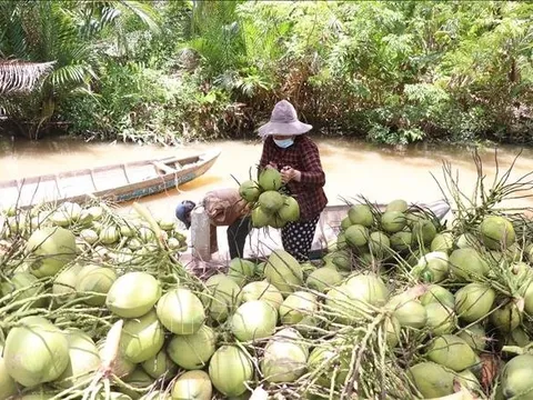 Lần đầu tiên Dừa được 'tôn' là cây kinh tế chủ lực chạm mốc 1 tỷ USD xuất khẩu, 'đại gia' 40 triệu lít nước dừa được 'bơm' thêm vốn xanh