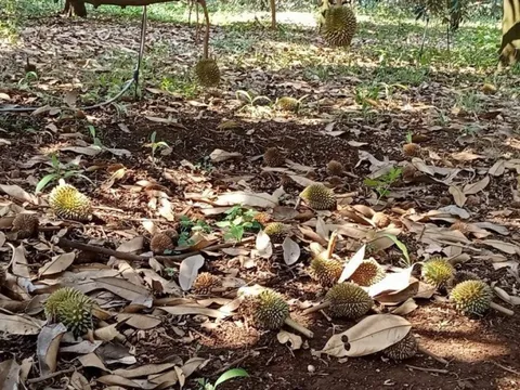 Bình Phước: Hạn hán kéo dài, nông dân nguy cơ mất trắng hoa màu