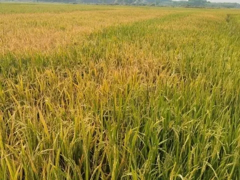 Hà Tĩnh: Điều tra nguyên nhân diện tích lớn lúa bất ngờ chết khô